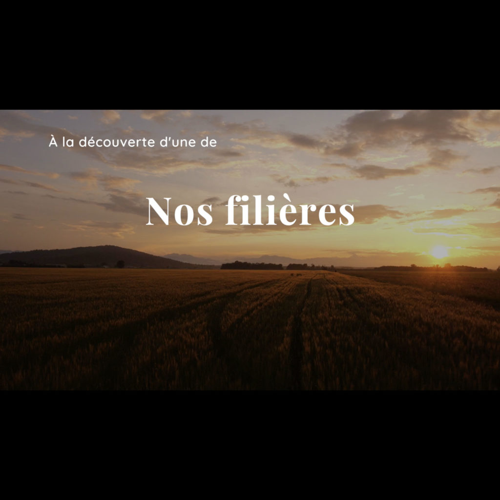 Video filière olives AOP Haute Provence Groupe Emile